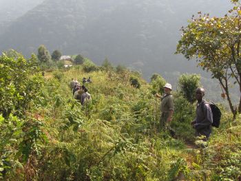 Gorilla tracking